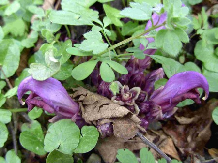 Clandestine écailleuse (Lathraea clandestina)